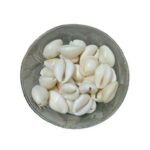 Shrichand Kaudi – Sacred Cowrie Shells for Mahalakshmi, Vishnu & Kuber Puja (100g)