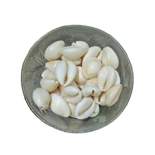 Shrichand Kaudi – Sacred Cowrie Shells for Mahalakshmi, Vishnu & Kuber Puja (100g)
