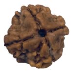 Certified Rudraksha – 100% Natural 4 Mukhi & 7 Mukhi Beads (Lab Tested)