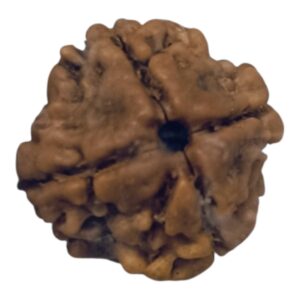 Certified Rudraksha – 100% Natural 4 Mukhi & 7 Mukhi Beads (Lab Tested)